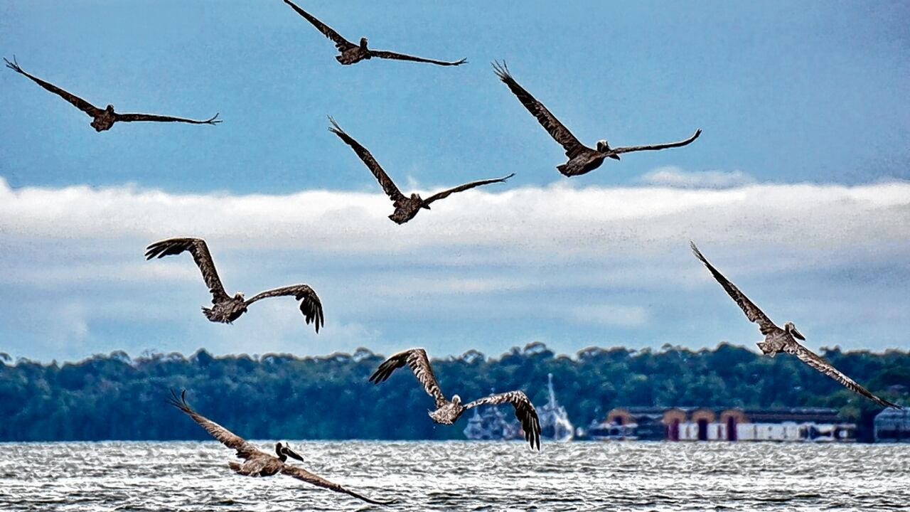 El Valle del Cauca es un departamento rico en aves. Se calcula que alrededor de 1000 especies habitan la región, una de las más biodiversas del país.