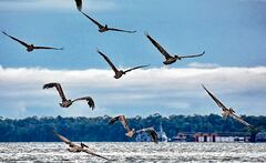 El Valle del Cauca es un departamento rico en aves. Se calcula que alrededor de 1000 especies habitan la región, una de las más biodiversas del país.
