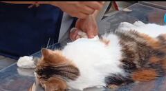 Estas jornadas buscan promover la tenencia responsable de animales de compañía y apoyar a las familias más vulnerables del departamento del Cauca.