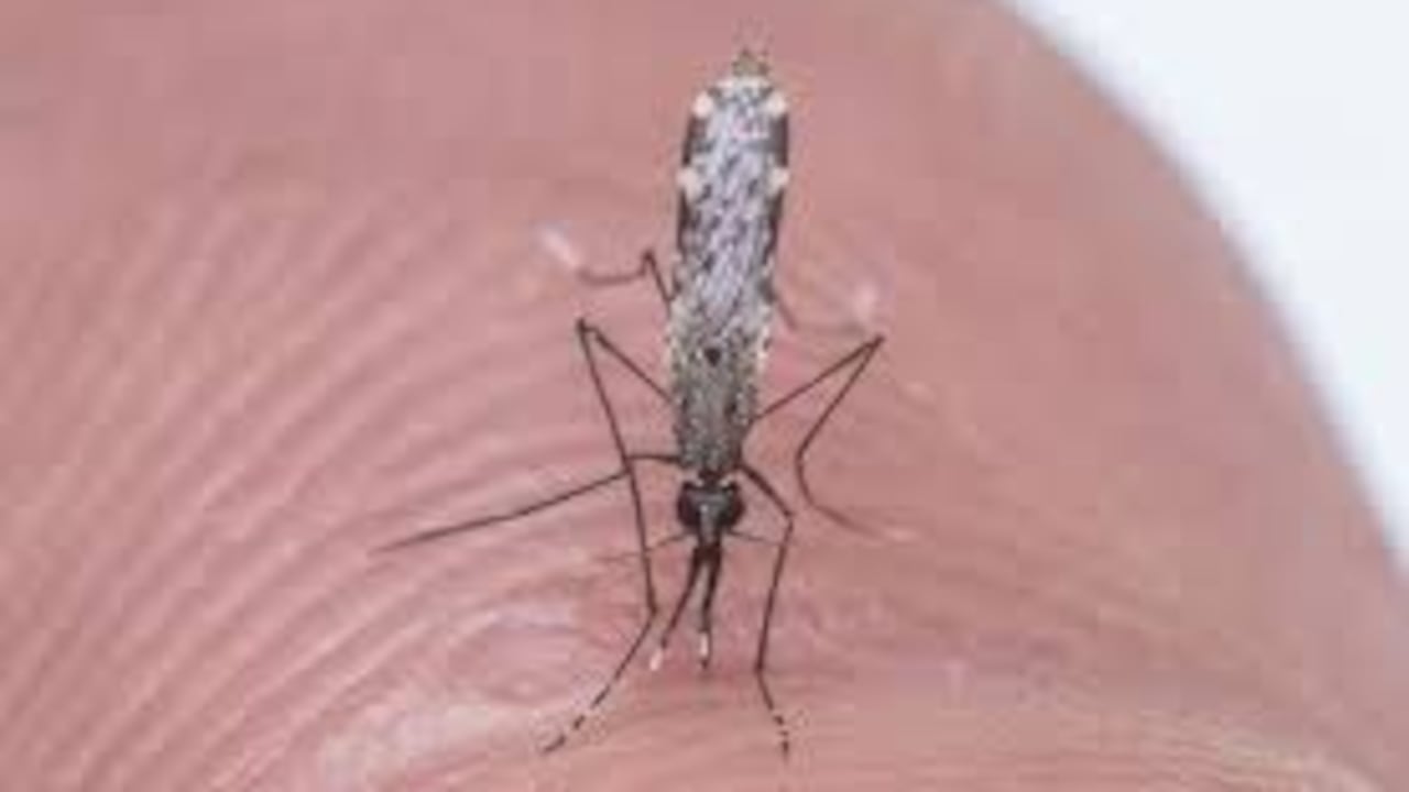 El mosquito Anofeles es el que transmite la malaria.