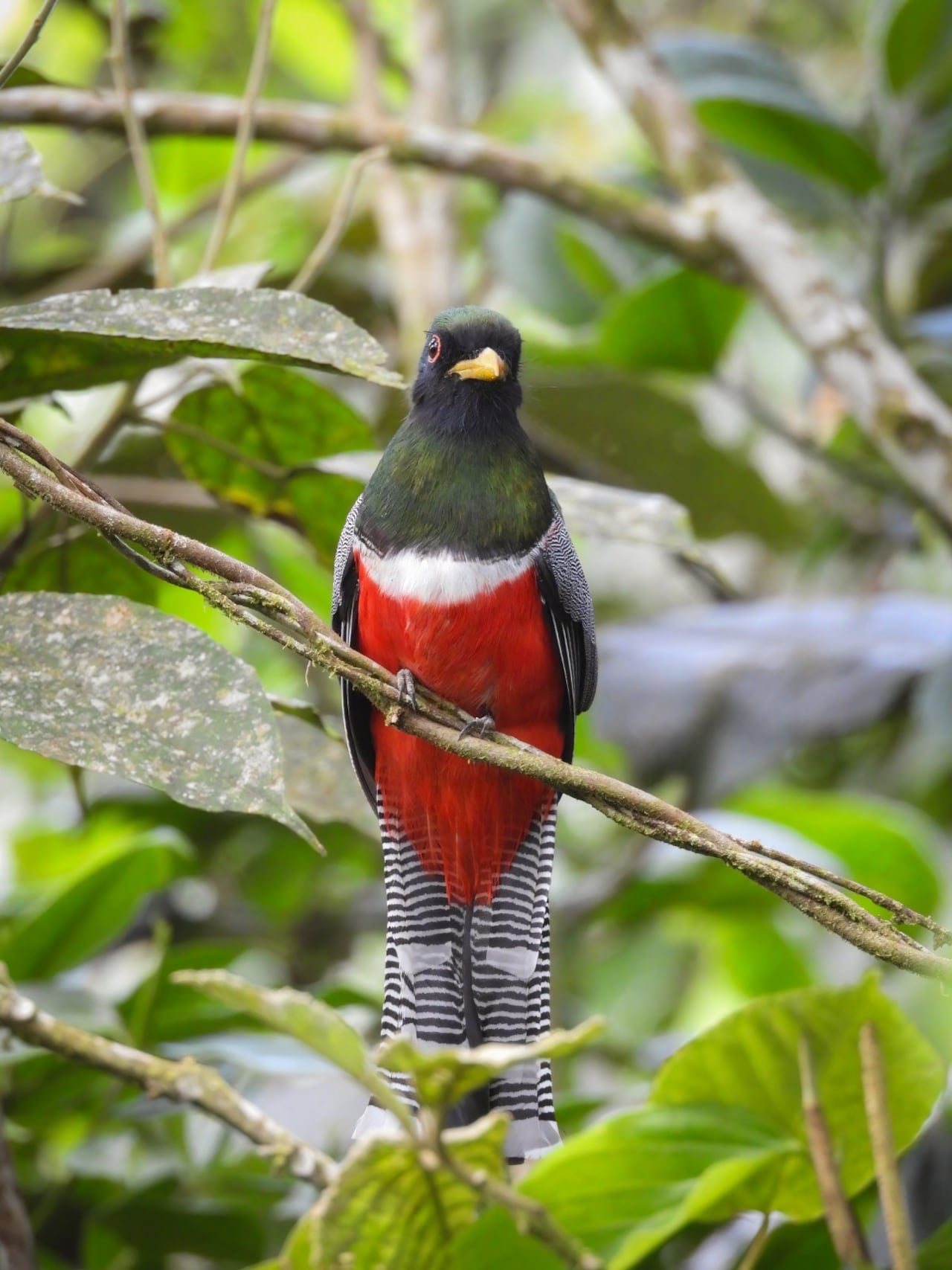 El encuentro reunirá a investigadores, biólogos y expertos en turismo de naturaleza para compartir conocimientos sobre la biodiversidad, la conservación de especies y el potencial del aviturismo en Cali.
