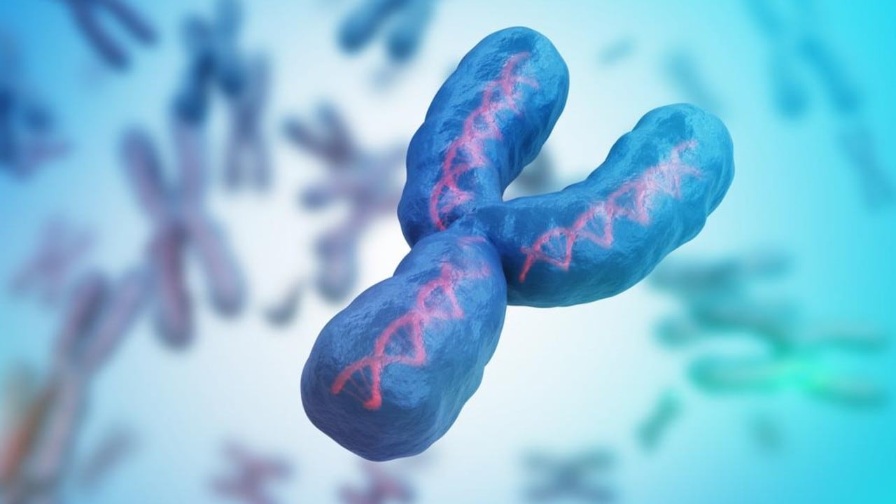 Estudios recientes han asociado la pérdida del cromosoma Y en algunas células de hombres mayores con un mayor riesgo de enfermedades cardiovasculares y Alzheimer.
