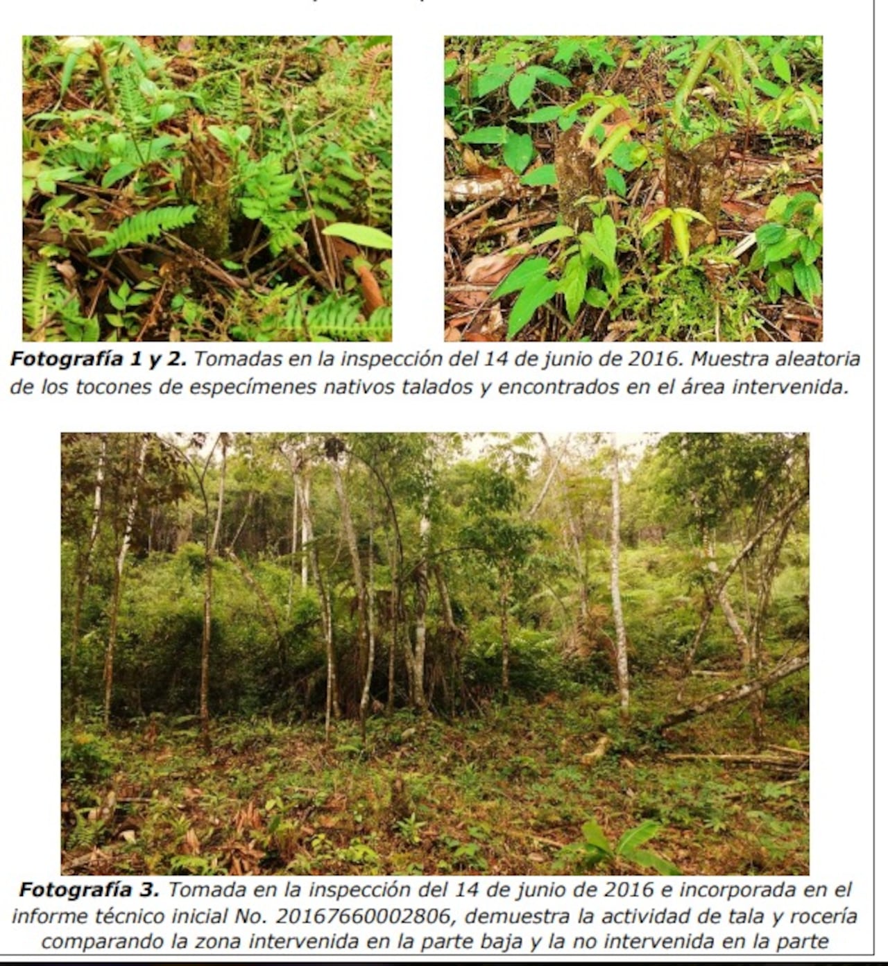 La autoridad incluyó imágenes en las que evidenció el daño a la flora y fauna del sector.