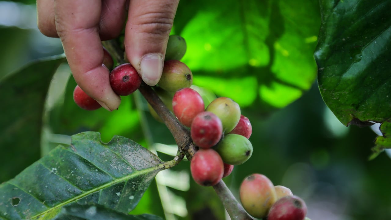 Esto fue lo que encontró el estudio.