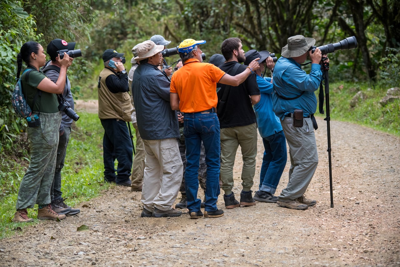 La ciudad colombiana donde se pueden avistar más de 560 especies de aves en su hábitat natural