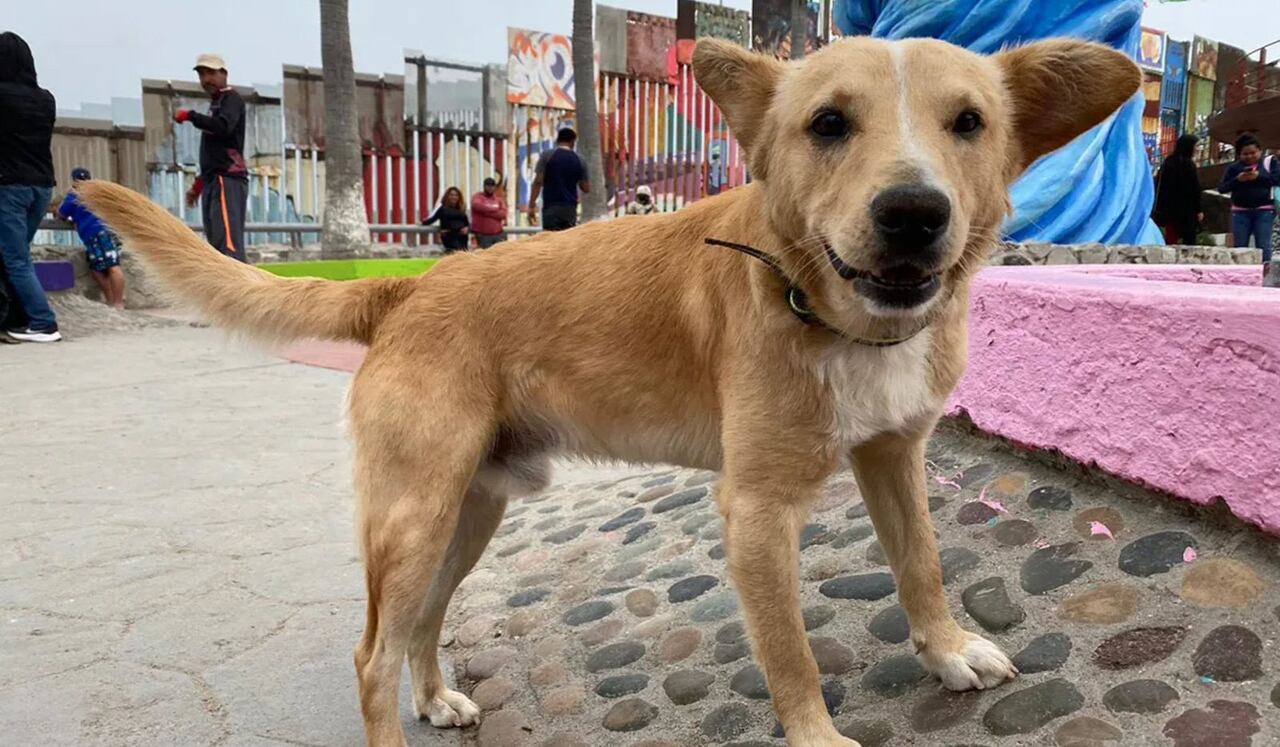 El perrito cruzó la frontera pero luego fue 'deportado'