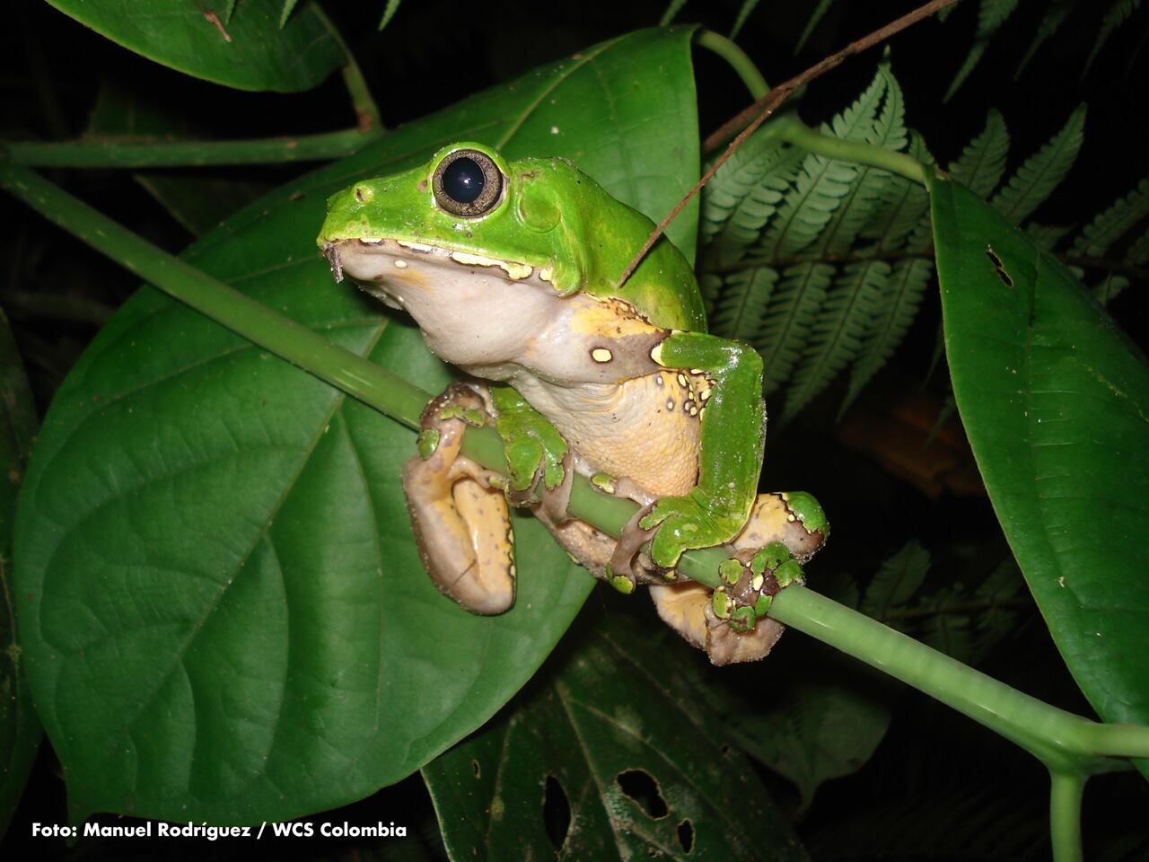 Rana amazónica Phyllomedusa