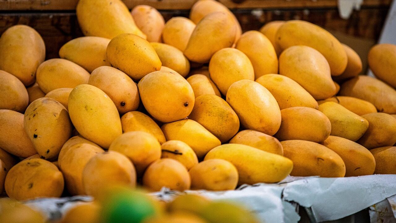 El pueblo de Boyacá que logró el récord Guinness con el mango más pesado del mundo.