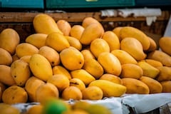 El pueblo de Boyacá que logró el récord Guinness con el mango más pesado del mundo.