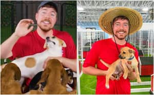 Mr. Beast decidió ayudar a perros de la calle y les brindó la oportunidad de conseguir una nueva familia.