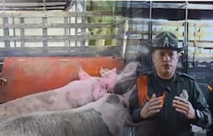 El Grupo de Carabineros localizó los animales, avaluados en más de 20 millones de pesos, en el corregimiento de Agua Clara.