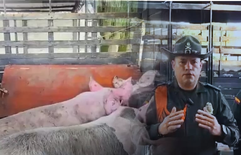 El Grupo de Carabineros localizó los animales, avaluados en más de 20 millones de pesos, en el corregimiento de Agua Clara.
