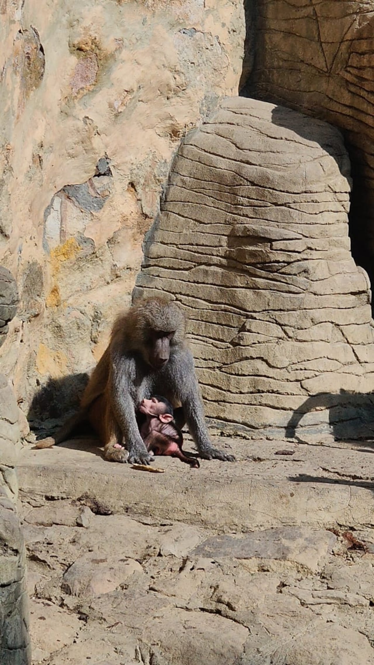Nacimiento de papión sagrado en el Zoológico de Cali