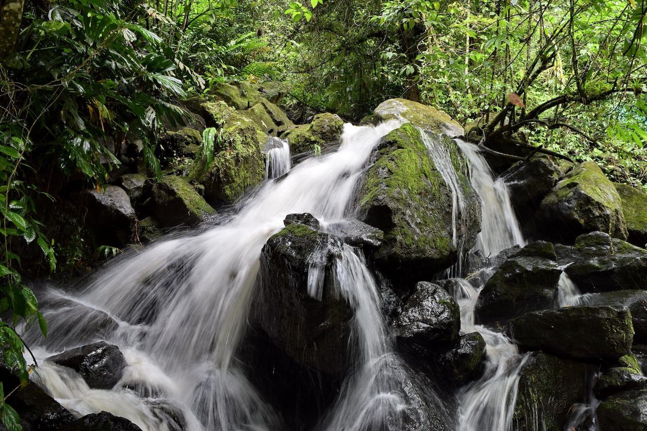 Los nacimientos del río Pance en el sector de la Voragine conservan la pureza del agua.
Foto: Ricardo Ortegón / El País