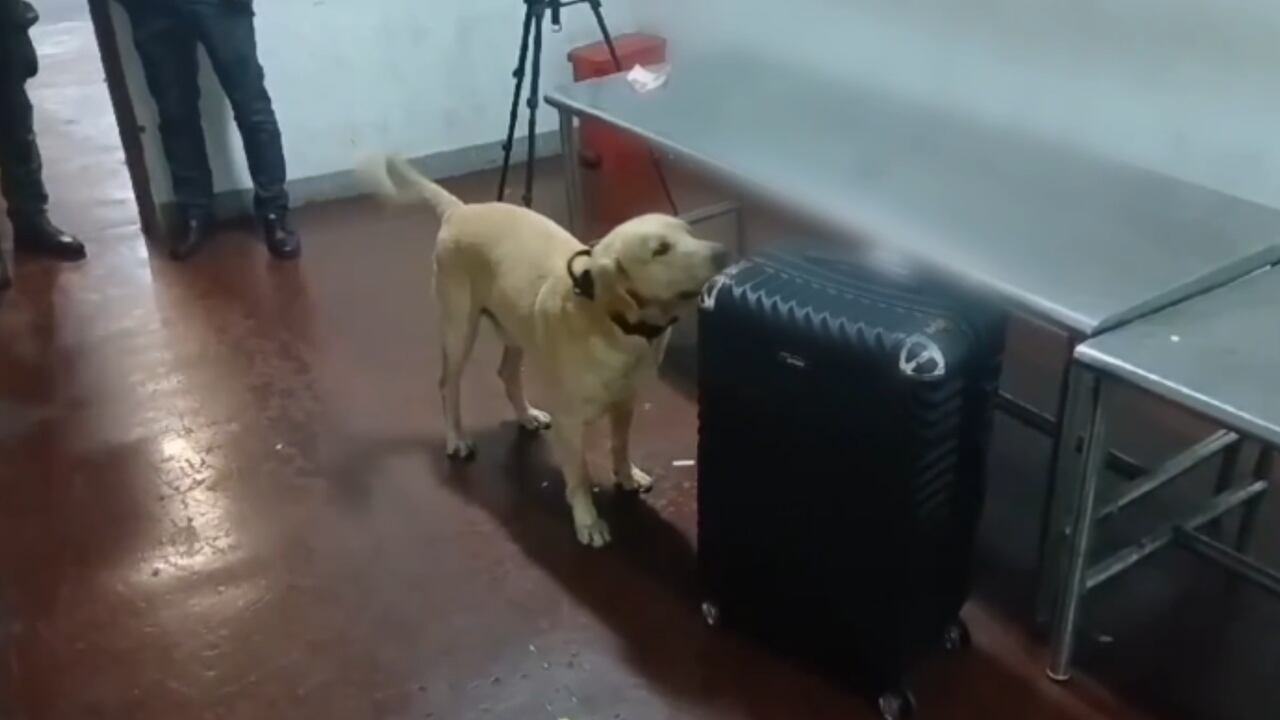 Aquiles, un canino de la Policía, ayudó con la identificación de la sustancia.