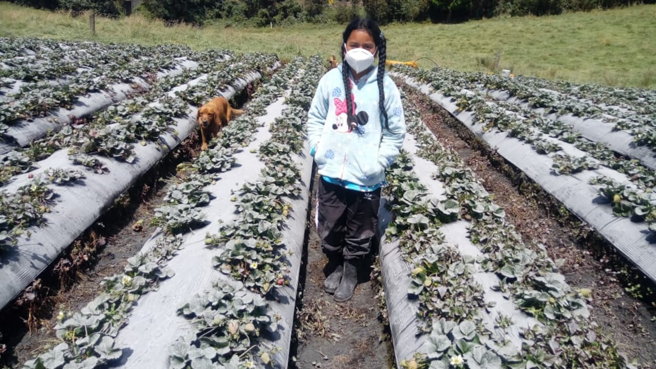 Es preocupante el panorama que enfrentan los pobladores de Sotará y Paletará, después de la emisión de cenizas y azufre de los volcanes Puracé y Curiquinga, fenómeno natural registrado el pasado 20 de enero de 2025.