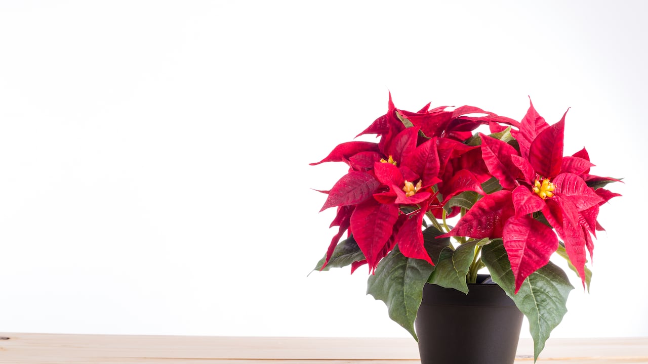 poinsettia - flor de la Navidad - plantas Nochebuena