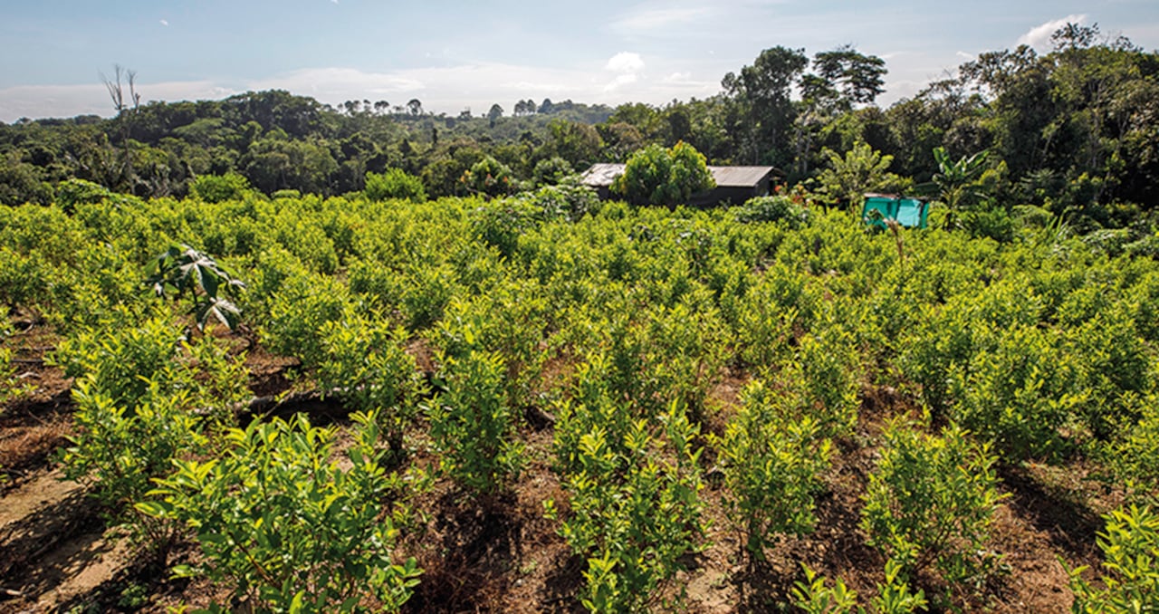 Entre los diez municipios del país con más área sembrada de coca hay dos de la zona del Catatumbo: Tibú y El Tarra. En Nariño hay tres de esas poblaciones, al igual que en Putumayo.
