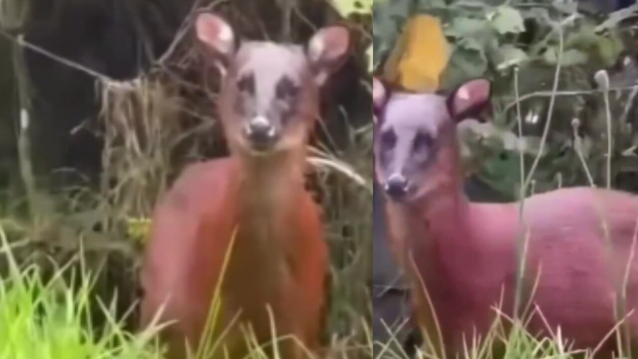 El avistamiento de un venado rojo andino en la vía Murillo–Manizales despertó asombro, esperanza.