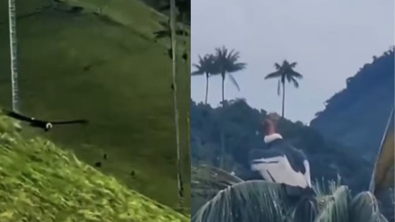 Cóndor de Los Andes en el Quindío