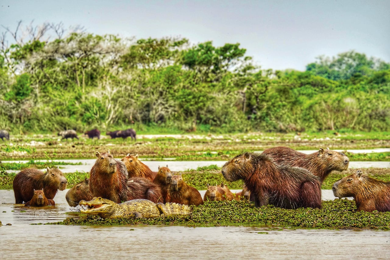 En el ecolodge Juanito Solo en Casanare se vive otro caso exitoso de turismo regenerativo que además financia la protección de especies como monitoreo de especies como el capibara, oso hormiguero gigante, el jaguar, la anaconda y casi 300 aves
residentes.