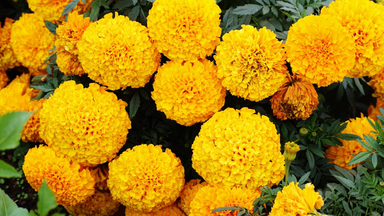 Lograr que las margaritas florezcan no es una tarea sencilla.