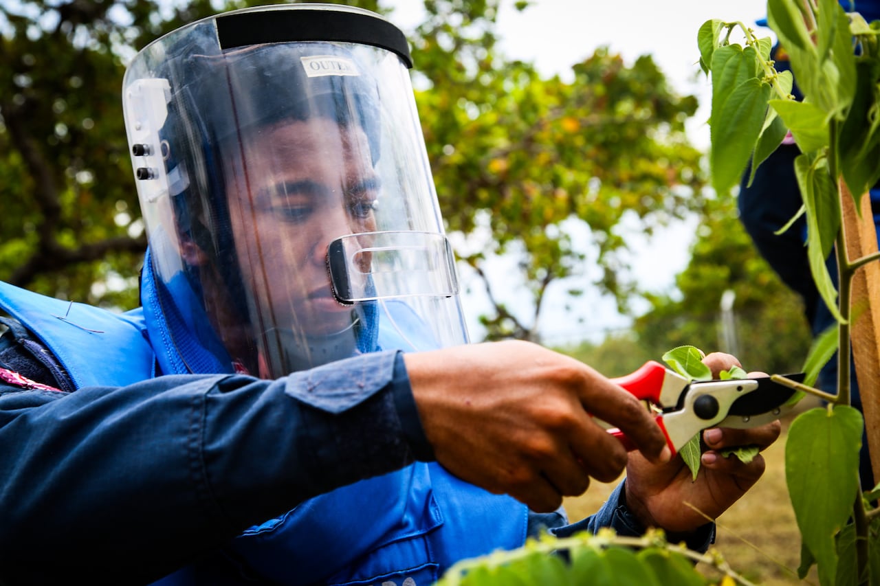 Actualmente, 118 municipios de Colombia están en proceso de desminado y 92 siguen pendientes.