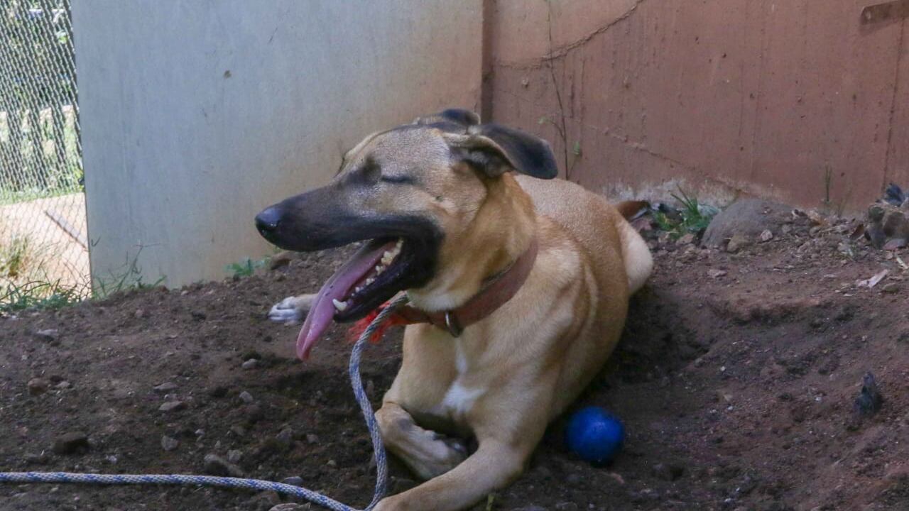 El Centro de Bienestar Animal de Cali alerta sobre aumento de lesiones
osteomusculares en perros
