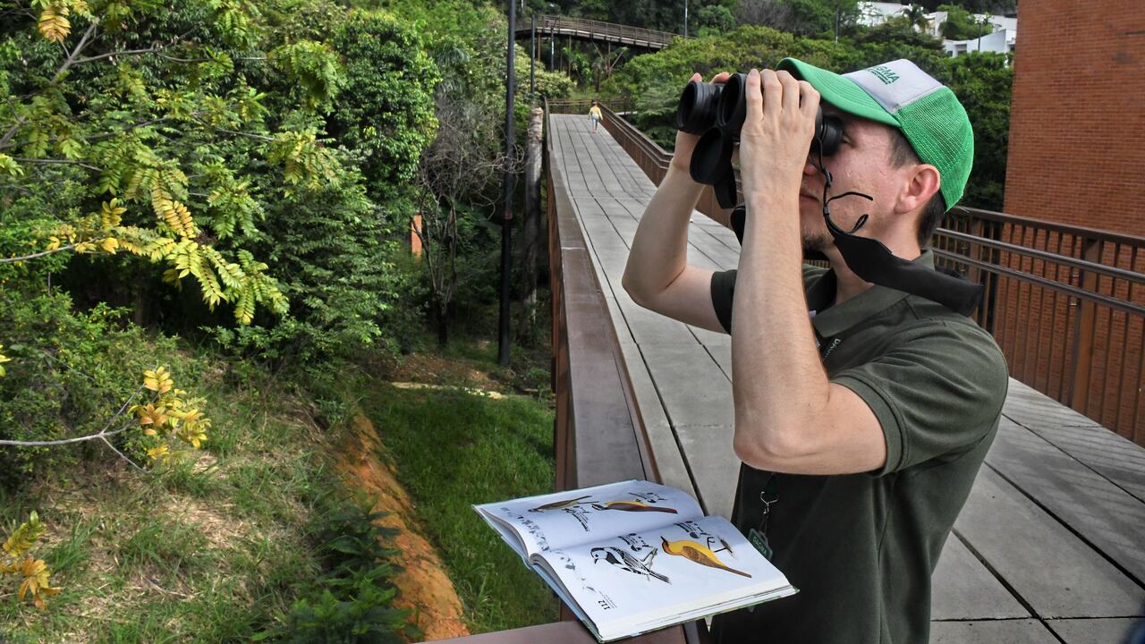 Cali: Al celebrarse hoy el día de las aves migratorias, se realizarán diferentes visitas de avistamientos  en la ciudad, principalmente en el segundo tramo de Cristo Rey. Foto José L Guzmán. EL País