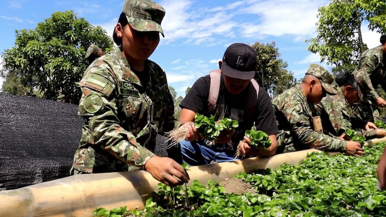 El vivero productivo, ubicado en el Cantón Militar General José Hilario López de Popayán, tiene capacidad para producir cerca de un millón de chapolas de café cada 60 a 70 días.
