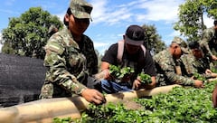 El vivero productivo, ubicado en el Cantón Militar General José Hilario López de Popayán, tiene capacidad para producir cerca de un millón de chapolas de café cada 60 a 70 días.