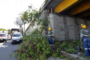 De acuerdo al censo de árboles realizado en el 2014, en Cali existen 296.000 individuos arbóreos. De esta población, 215.598 serán objeto de poda por parte de los cuatro operadores de aseo en Cali.