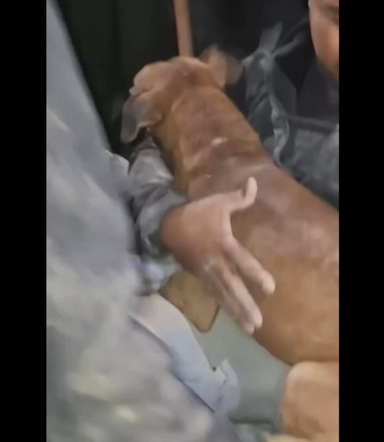 Perrito fue rescatado en Venezuela.
