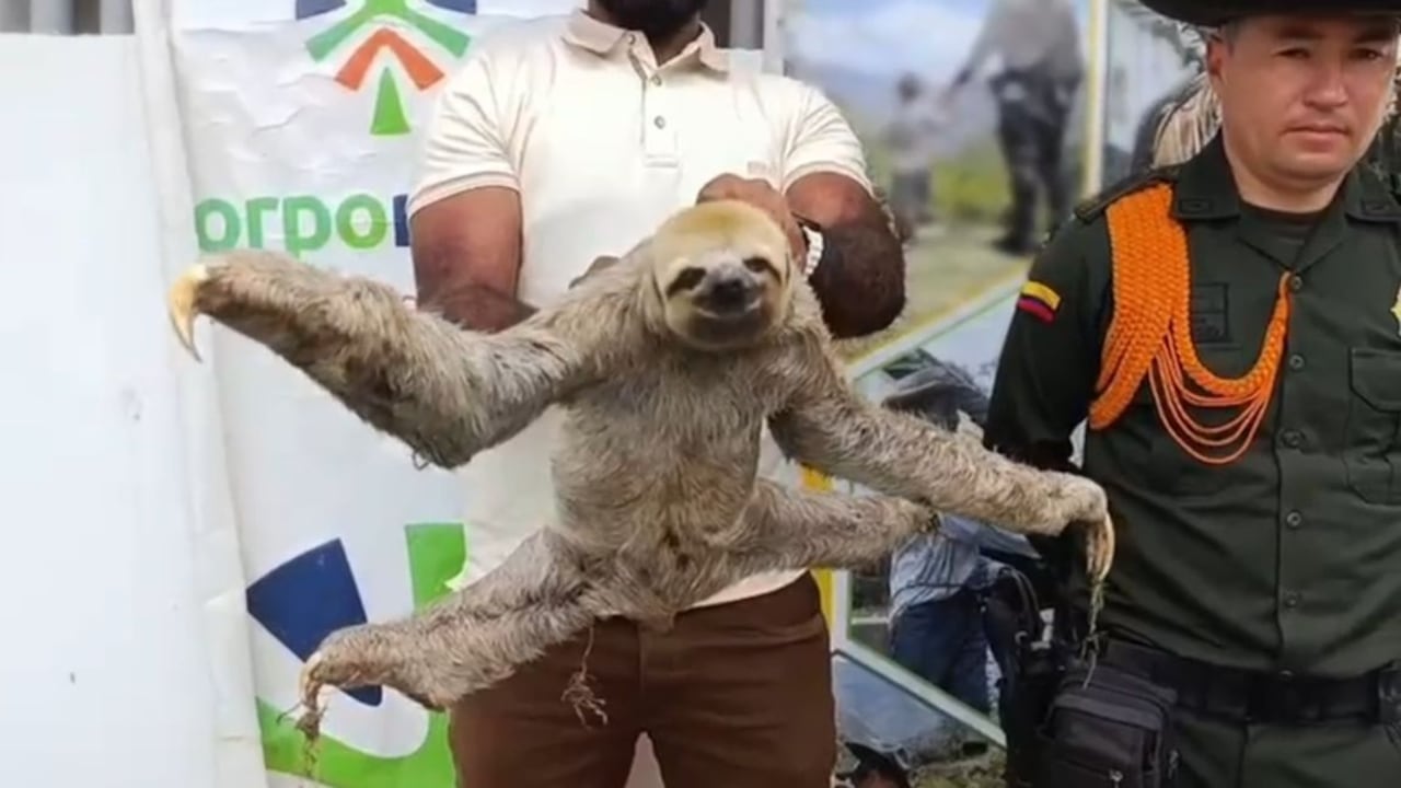 Las personas que se encontraron con el ejemplar silvestre no dudaron en solicitar a las autoridades que rescatara y protegiera este oso perezoso.