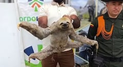 Las personas que se encontraron con el ejemplar silvestre no dudaron en solicitar a las autoridades que rescatara y protegiera este oso perezoso.