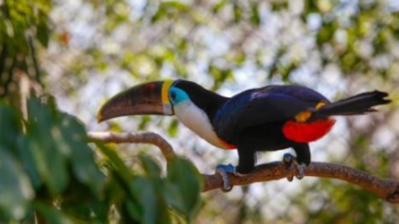 Aviario Nacional de Colombia celebra 10 años
