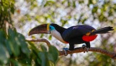 Aviario Nacional de Colombia celebra 10 años