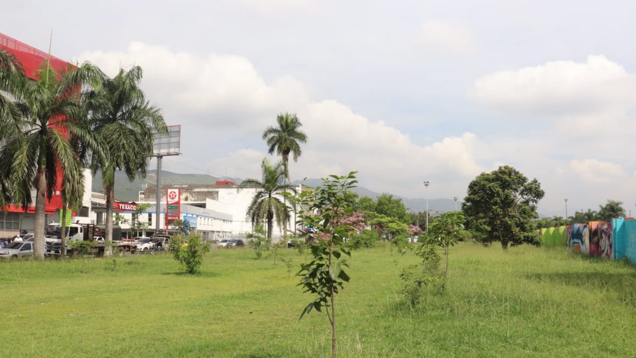 Son cerca de 71 árboles que están en riesgo, según informaron los habitantes de la Comuna 3.