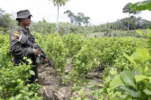 Cultivos de coca en Colombia.