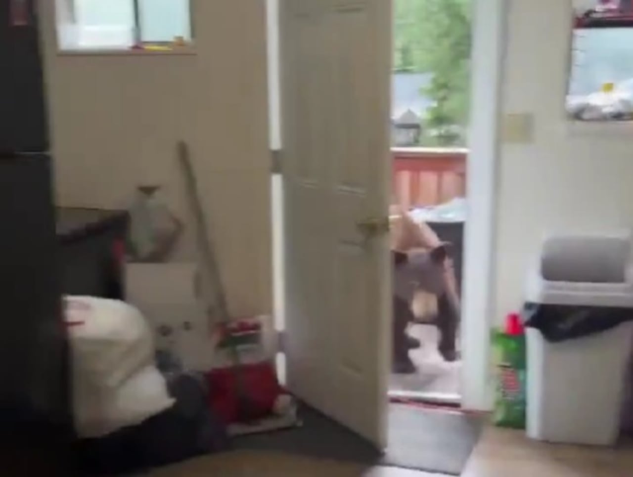 Oso hallado en una vivienda.