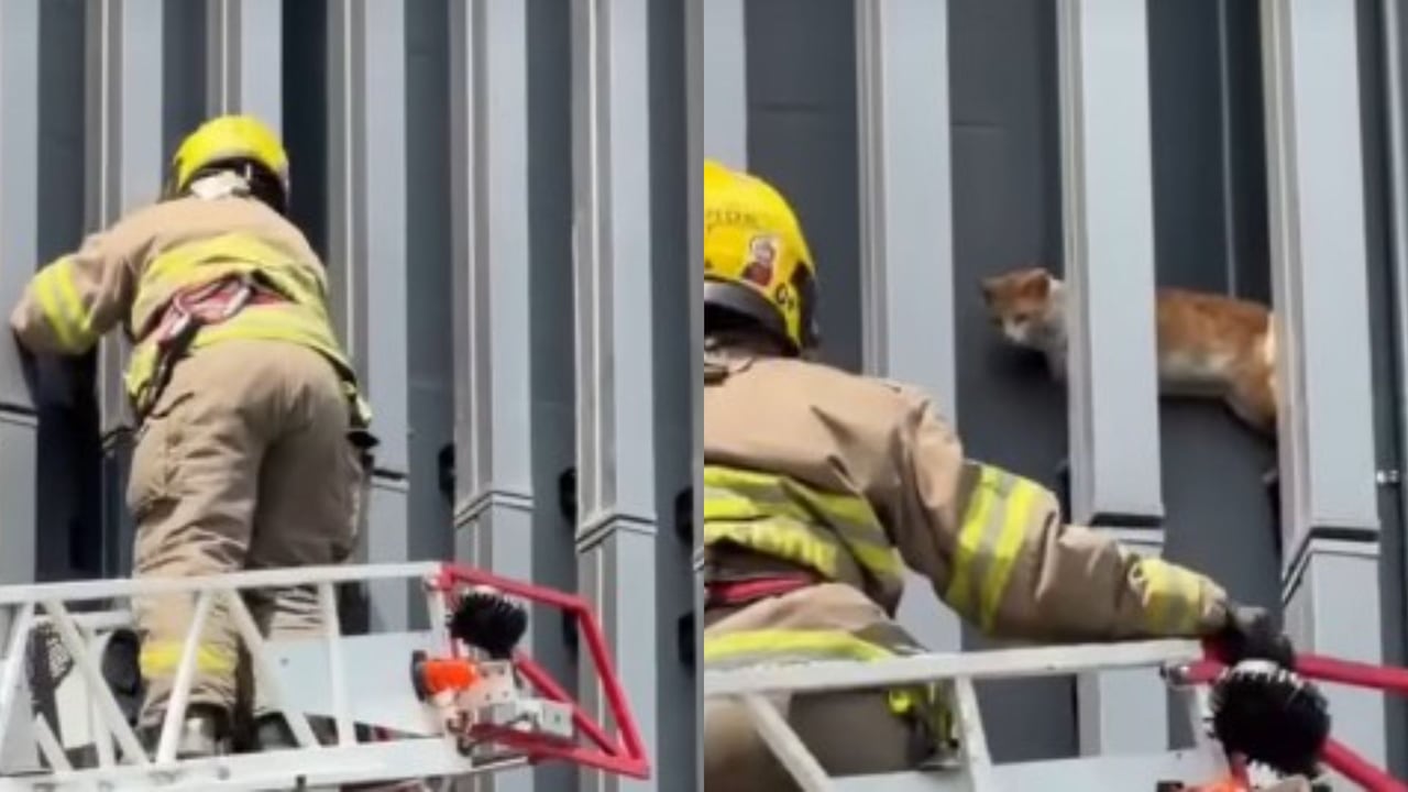 Bomberos de Cali rescatan a un gato en el centro; estaba a 7 metros de altura