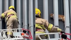 Bomberos de Cali rescatan a un gato en el centro; estaba a 7 metros de altura