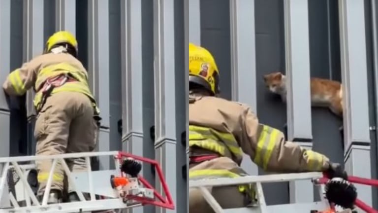 Bomberos de Cali rescatan a un gato en el centro; estaba a 7 metros de altura