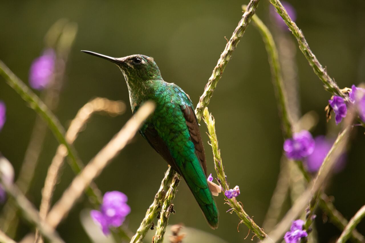 Cali se enaltece con su fauna y flora. También es el paraíso de los Colibrís.