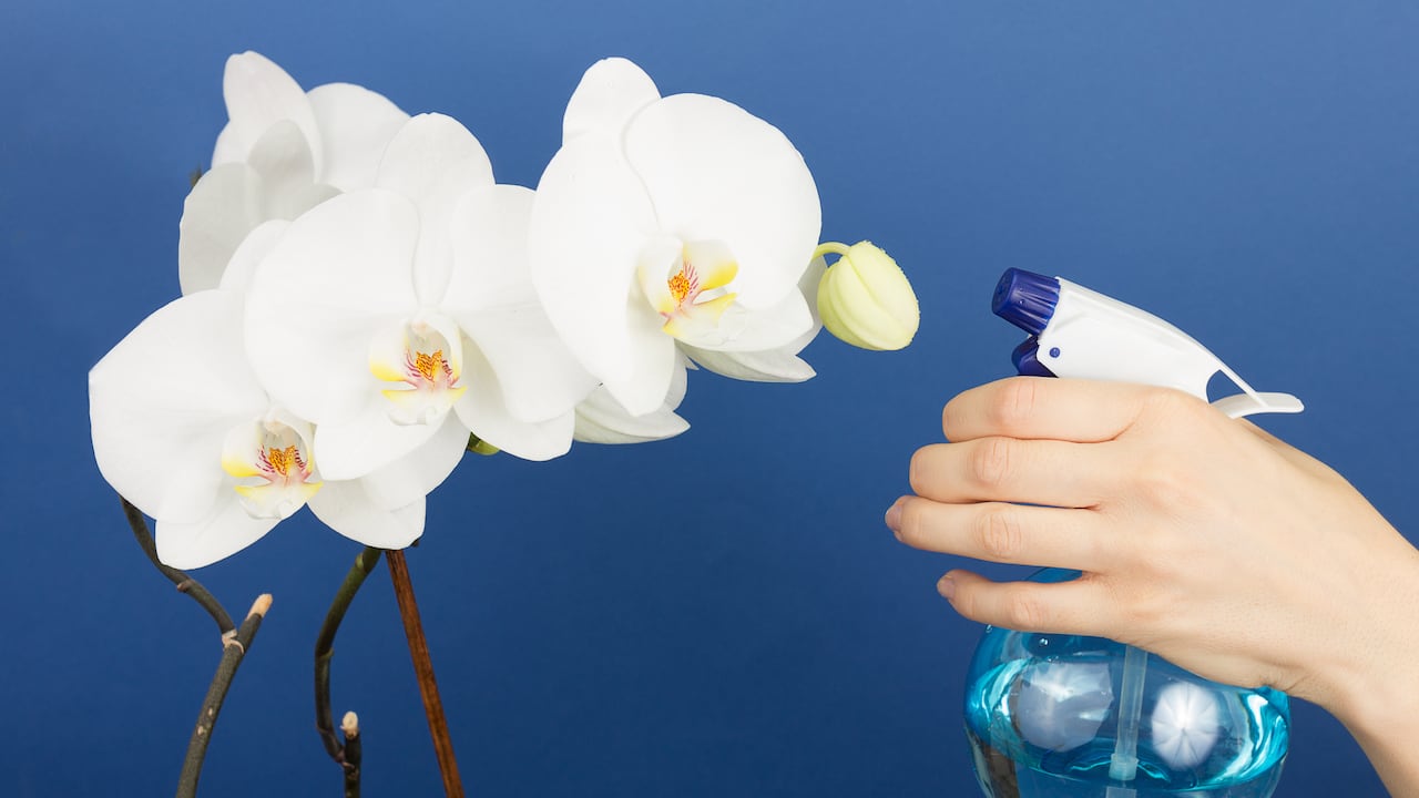 En el mundo de la jardinería, mantener las hojas de las orquídeas impecables puede ser un desafío, pero hay un truco casero que puede hacer maravillas para mejorar su apariencia.