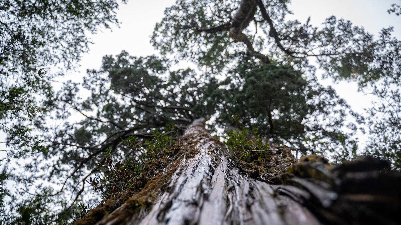 View of the "Alerce Milenario" at the Alerce Costero National Park in Valdivia, Chile, taken on April 10, 2023. - In a forest in southern Chile, protected from fires and logging that decimated the species, a giant alerce tree has survived for thousands of years. Scientists see in its trunk a valuable record of how life adapts to the changes on the planet. The 'Great Grandfather' tree, 28 meters tall and four meters in diameter, is in the process of being certified as the oldest on the planet at more than 5,000 years, older than the Methuselah pine of the United States, which was identified as the oldest in the world at 4,850 years. (Photo by MARTIN BERNETTI / AFP)