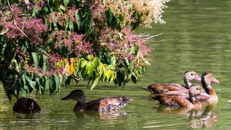 Ecoparque Lago de Las Garzas, Cali
