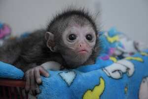 Mérida la mono araña que actualmente está en proceso de crianza asistida debido a que su mamá no se hizo cargo de ella desde el momento de su nacimiento. Desde su llegada, todo el equipo profesional y médicos veterinarios del Zoológico de Cali le han brindado todos los cuidados necesarios las 24 horas del día en su proceso de crianza debido a su temprana edad.
Con compromiso y dedicación seguirán con su labor de cuidar su vida con pasión.