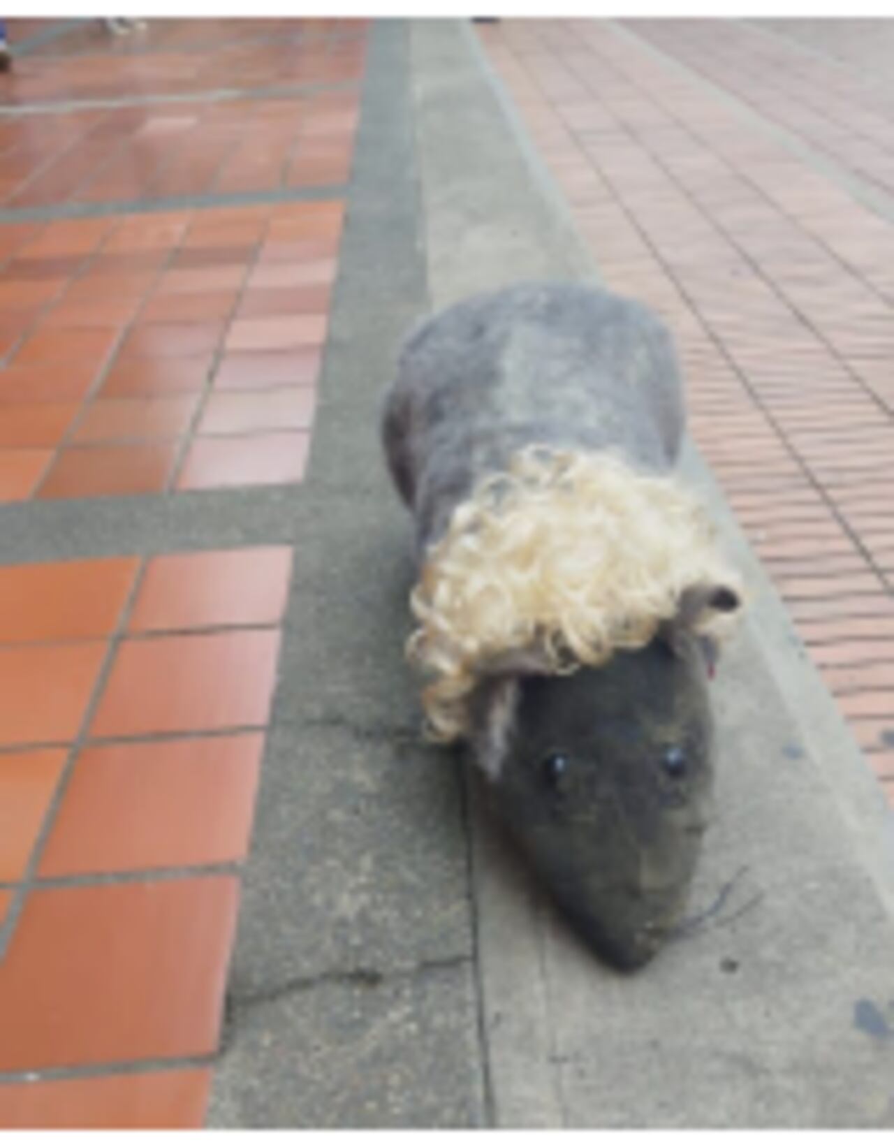 Gobernación del Valle rechazó el abandono de objeto simbólico a las afueras de la sede de la administración departamental.