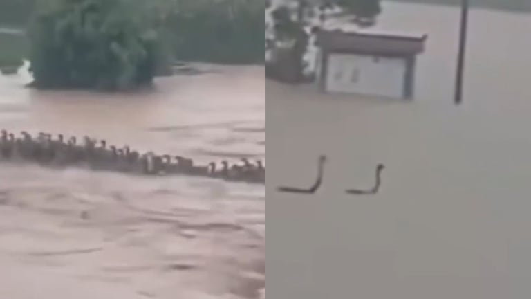 Serpientes escapan en China por inundaciones.